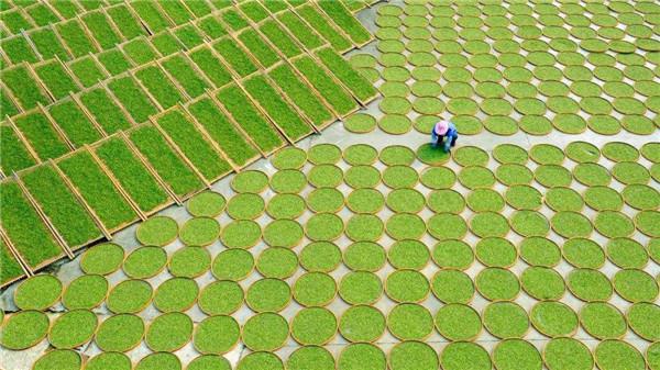 福鼎白茶制茶大师名单（福鼎白茶制茶大师有几位）